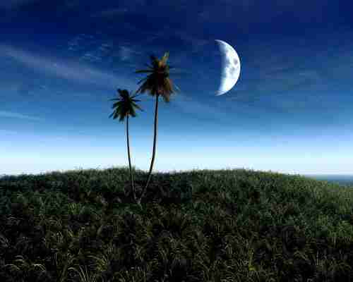 阜阳理工学院校花楚月吟