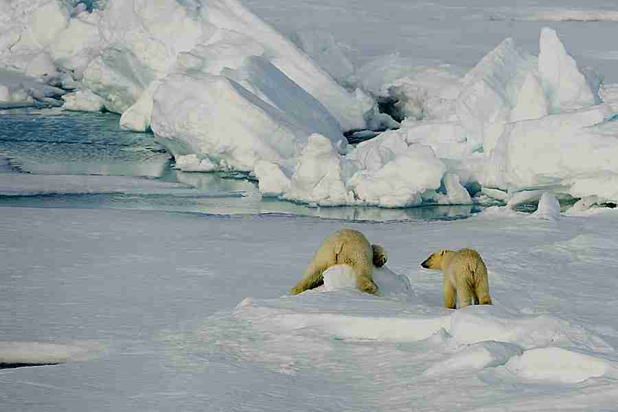 青海柴达木职业技术学院校花田知夏 青海柴达木职业技术学院校花田知夏