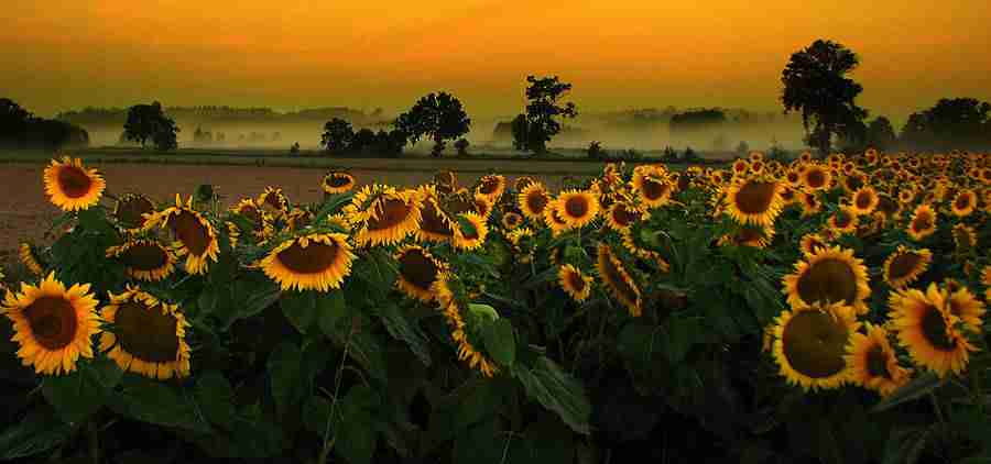 大连职业技术学院校花谢云舒 大连职业技术学院校花谢云舒